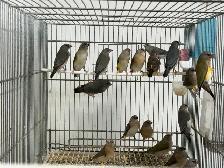 Gouldian finches for sale