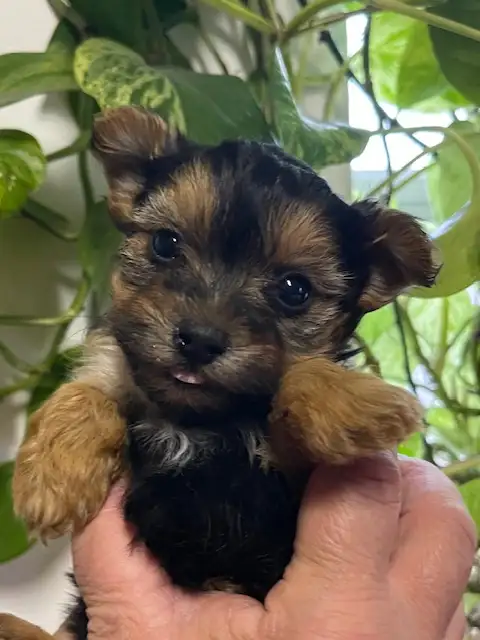 Morkie Puppies