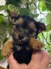 Morkie Puppies