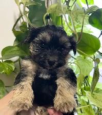Morkie Puppies - Photo 2