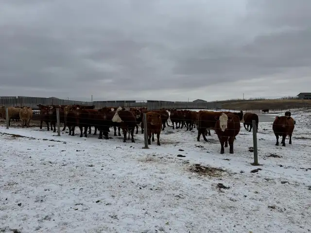 BRED COWS