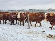 BRED COWS - Photo 2