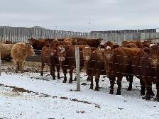 BRED COWS - Photo 3