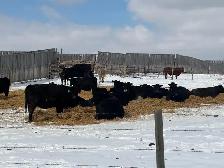 BRED COWS - Photo 6