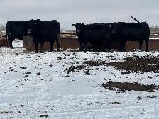 BRED COWS - Photo 8