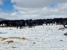 BRED COWS - Photo 9