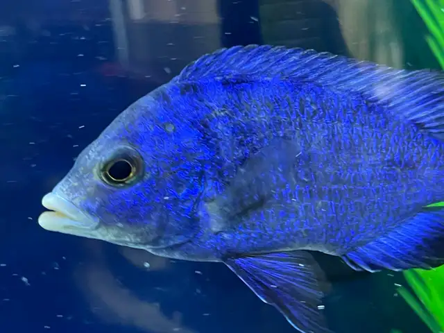 Mdoka white lips - Photo 2