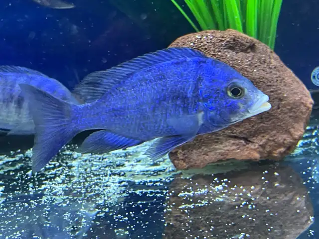 Mdoka white lips - Photo 4