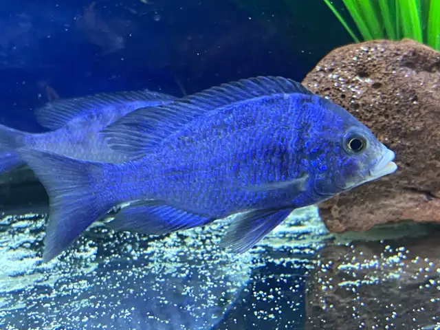 Mdoka white lips - Photo 5