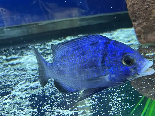 Mdoka white lips - Photo 6