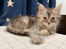 hypoallergenic Siberian kittens available for adoption - Photo 2