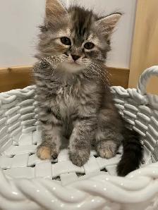 hypoallergenic Siberian kittens available for adoption - Photo 5