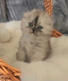 Scottish fold kitten - Photo 3