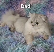 Scottish fold kitten - Photo 5