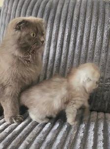 Scottish fold kitten - Photo 8