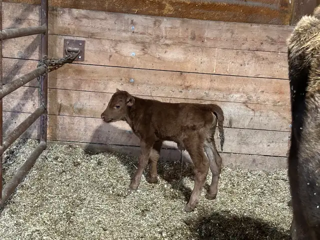 Bottle Calves