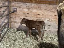Bottle Calves