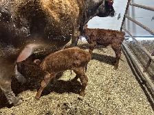 Bottle Calves - Photo 2