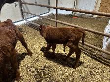 Bottle Calves - Photo 3