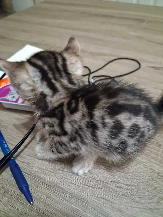 chaton bengal pure race