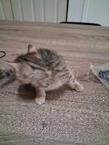 chaton bengal pure race - Photo 2