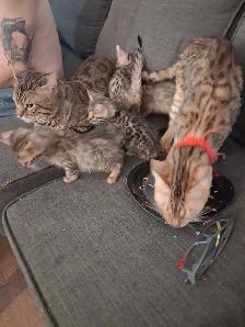 chaton bengal pure race - Photo 3