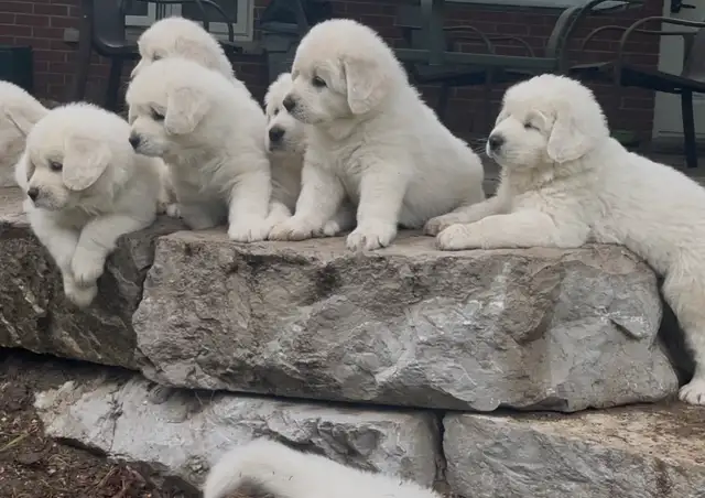 Rare Tatra Puppies - Loyal, Intelligent & Protective