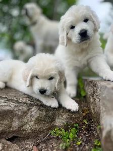 Rare Tatra Puppies - Loyal, Intelligent & Protective - Photo 3
