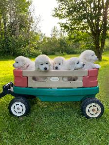 Rare Tatra Puppies - Loyal, Intelligent & Protective - Photo 4