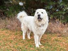 Rare Tatra Puppies - Loyal, Intelligent & Protective - Photo 5