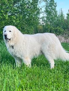 Rare Tatra Puppies - Loyal, Intelligent & Protective - Photo 6