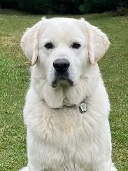 Rare Tatra Puppies - Loyal, Intelligent & Protective - Photo 8