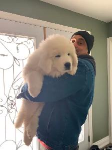 Rare Tatra Puppies - Loyal, Intelligent & Protective - Photo 9