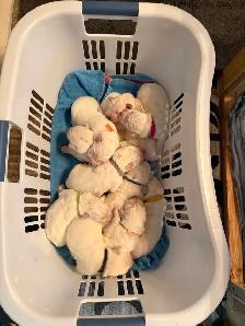 Rare Tatra Puppies - Loyal, Intelligent & Protective - Photo 10