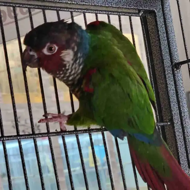 painted conure