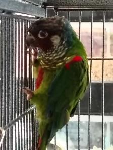 painted conure - Photo 2