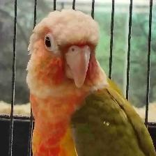 high red pineapple conure