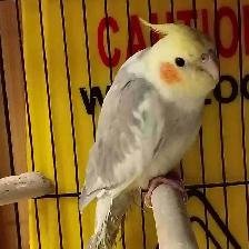 baby pied cockatiel