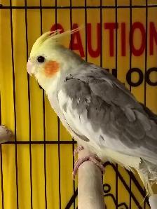 baby pied cockatiel - Photo 3
