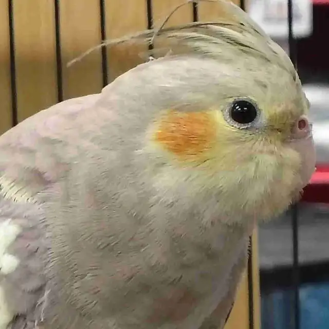 cinnamon cockatiel