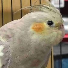 cinnamon cockatiel