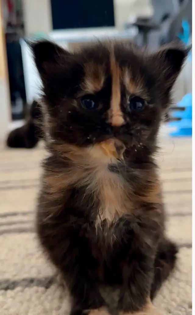 Maine Coon Kittens – Now Open for Reservation Cost from