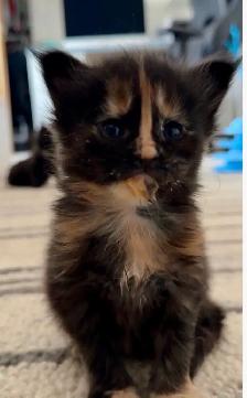 Maine Coon Kittens – Now Open for Reservation Cost from