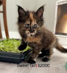 Maine Coon Kittens – Now Open for Reservation Cost from - Photo 5