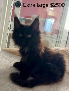 Maine Coon Kittens – Now Open for Reservation Cost from - Photo 6
