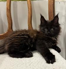Maine Coon Kittens – Now Open for Reservation Cost from - Photo 8