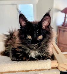 Maine Coon Kittens – Now Open for Reservation Cost from - Photo 9