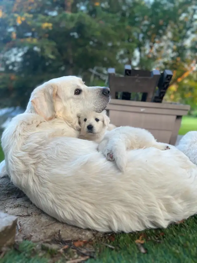 Rare Tatra Puppies - Loyal, Intelligent & Protective LGD