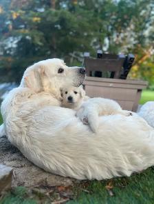 Rare Tatra Puppies - Loyal, Intelligent & Protective LGD