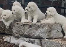Rare Tatra Puppies - Loyal, Intelligent & Protective LGD - Photo 3